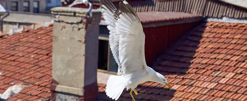 Residential Chimney Animal Removal Solution in Massillon, OH