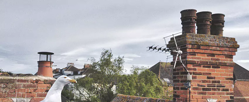 Chimney Cleaning And Restoration in Massillon, Ohio